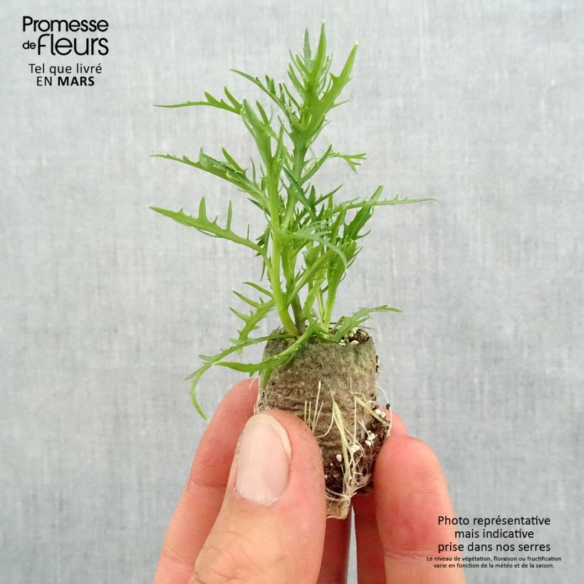 Example of Isotoma axillaris Patti's Pink - Schein-Lobelie Mini-Plug Ø 3/4 cm as you get in printemps