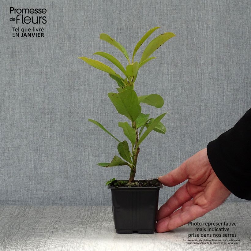Exemplar von Kirschlorbeer Fontanettes - Prunus laurocerasus Kleine Töpfe von 8/9 cm wie im Winter geliefert