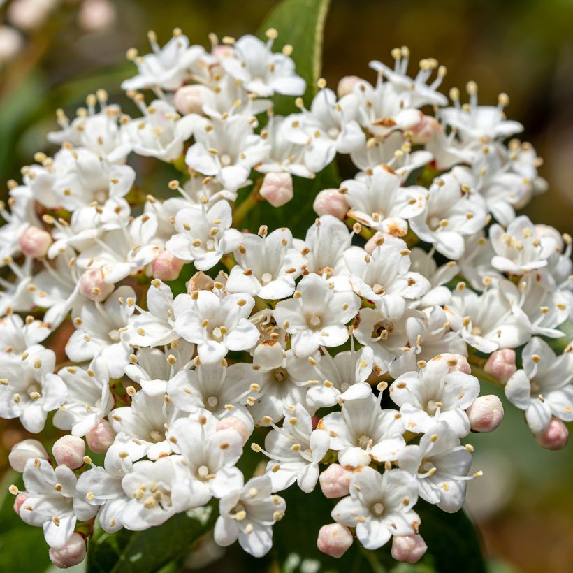 Lorbeerblättriger Schneeball Giganteum - Viburnum tinus (Flowering)