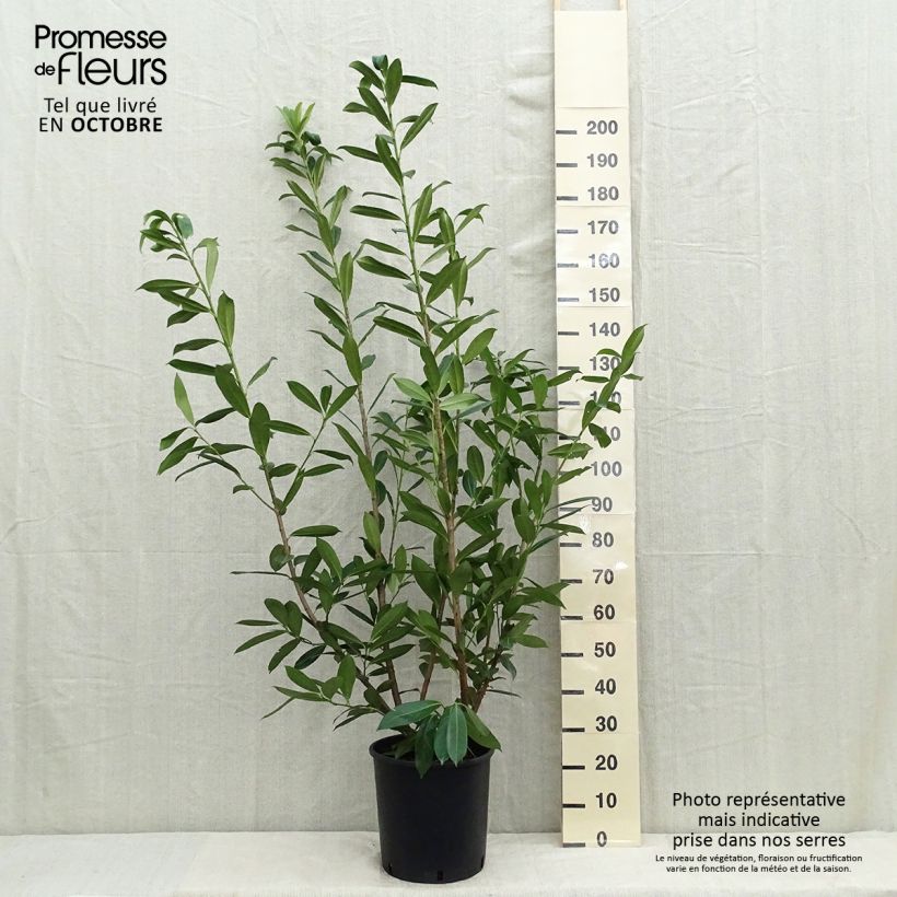 Example of Kirschlorbeer Caucasica - Prunus laurocerasus Topf mit 12L/15L as you get in automne