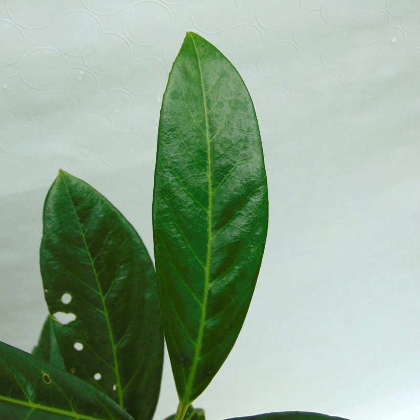 Kirschlorbeer Caucasica - Prunus laurocerasus (Foliage)