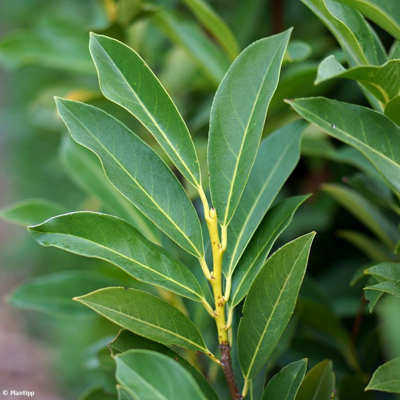 Kirschlorbeer Elly - Prunus laurocerasus (Foliage)