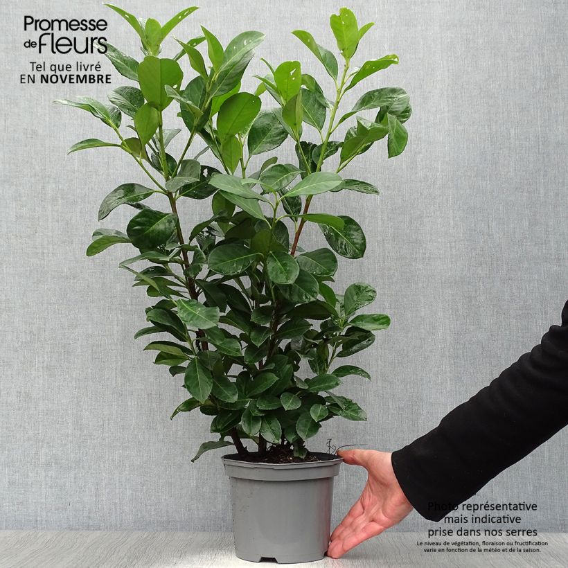 Example of Kirschlorbeer Etna - Prunus laurocerasus Topf mit 2L/3L as you get in automne