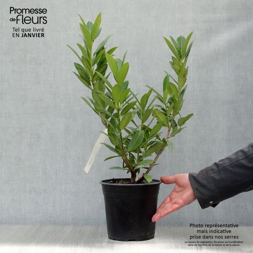 Exemplar von Kirschlorbeer Greentorch - Prunus laurocerasus Topf mit 3L/4L wie im Winter geliefert