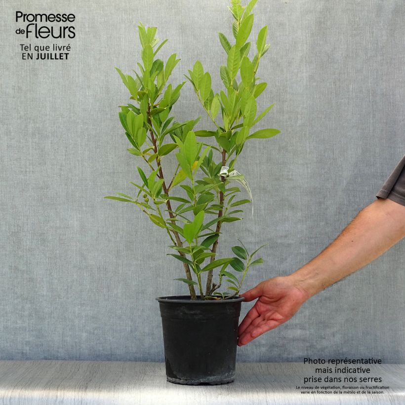 Exemplar von Kirschlorbeer Greentorch - Prunus laurocerasus Topf mit 3L/4L wie im Sommer geliefert