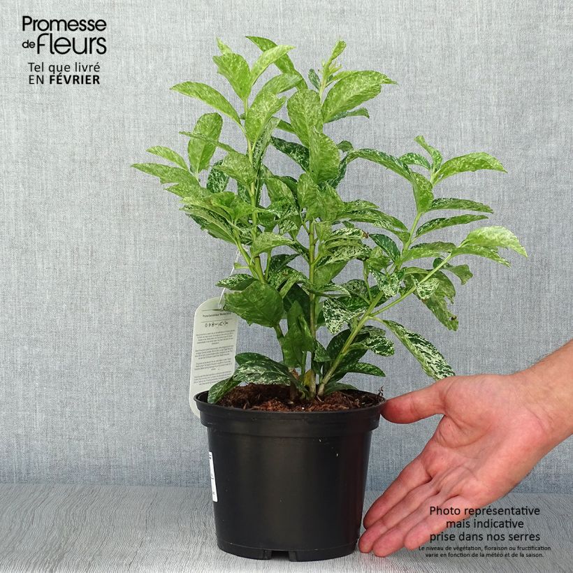 Example of Kirschlorbeer Marbled White - Prunus laurocerasus Topf mit 2L/3L as you get in automne