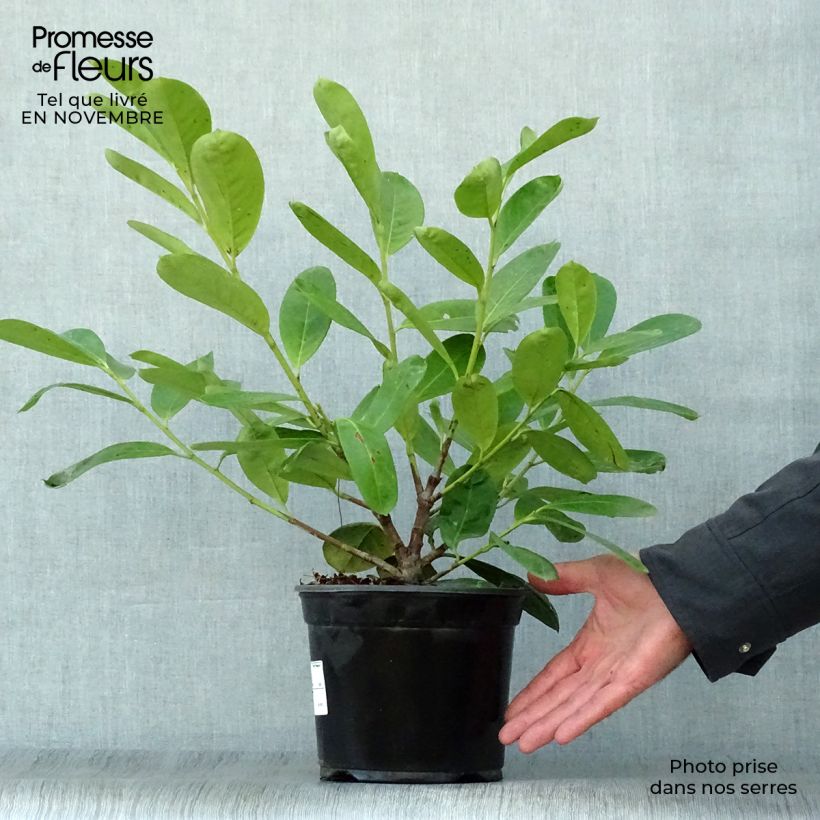 Example of Kirschlorbeer Novita - Prunus laurocerasus Topf mit 2L/3L as you get in automne