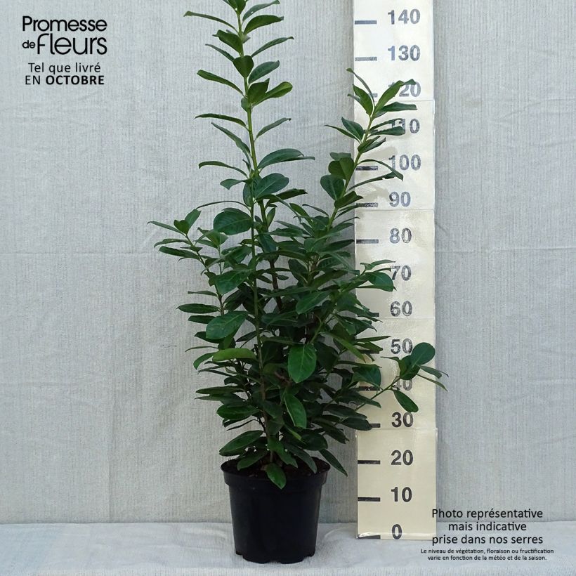 Example of Kirschlorbeer Novita - Prunus laurocerasus Topf mit 7,5L/10L as you get in automne