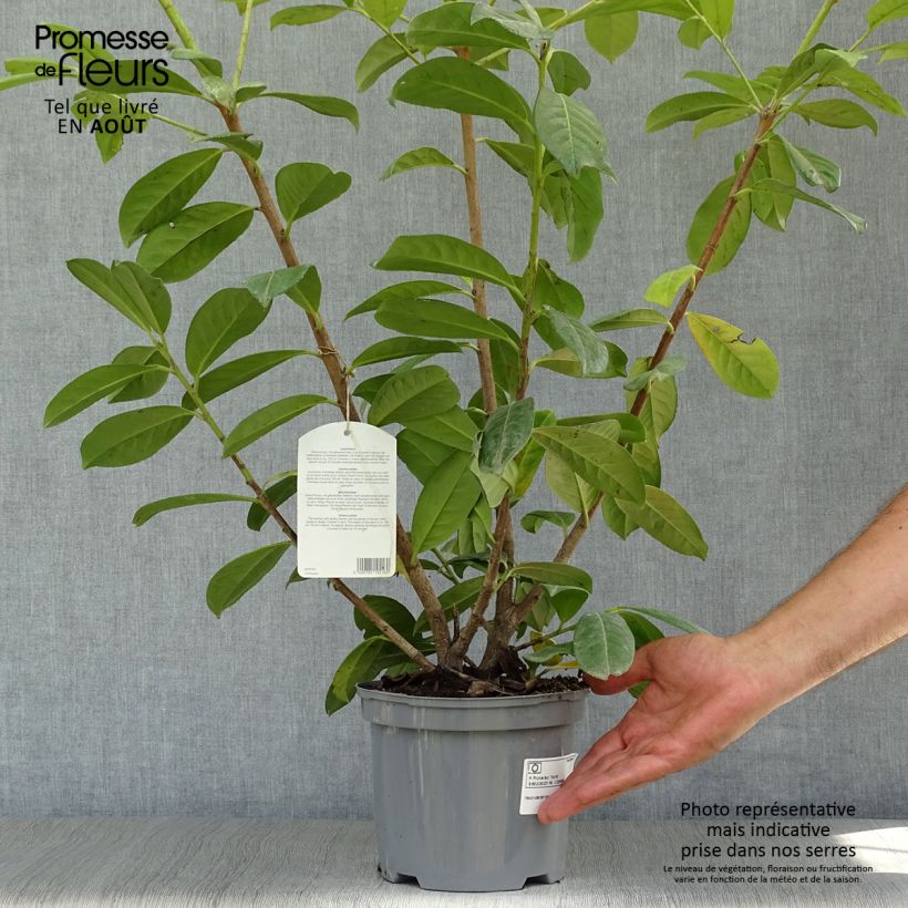 Example of Kirschlorbeer Novita - Prunus laurocerasus Topf mit 4L/5L as you get in ete