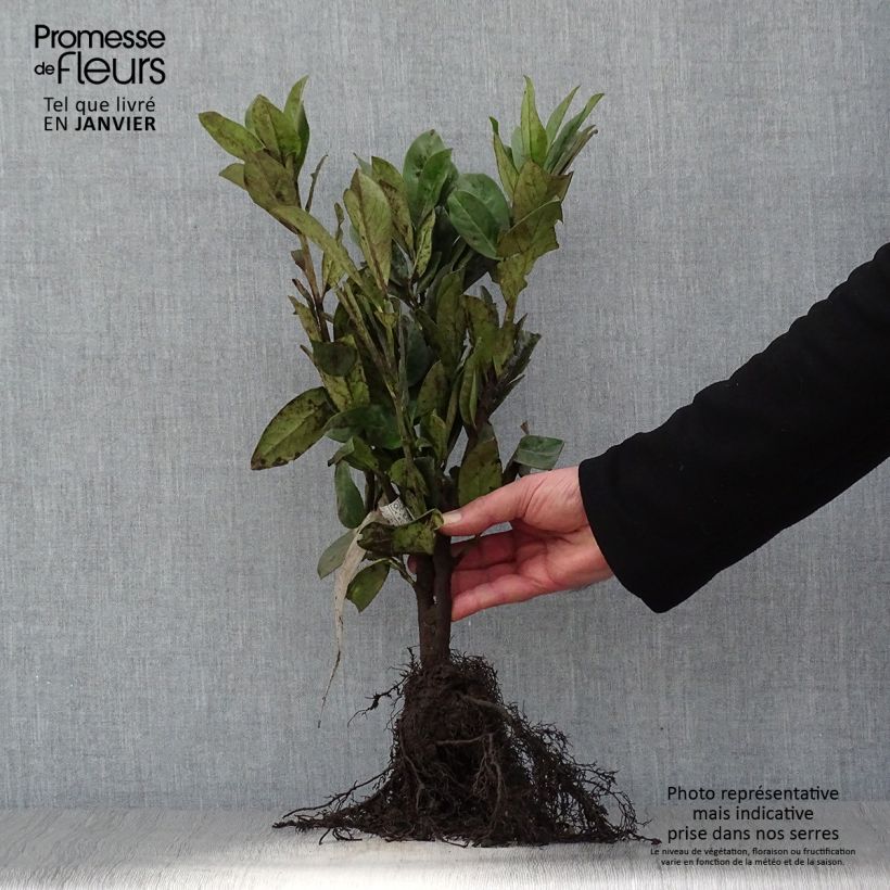 Example of Kirschlorbeer Novita - Prunus laurocerasus Wurzelnackt as you get in hiver