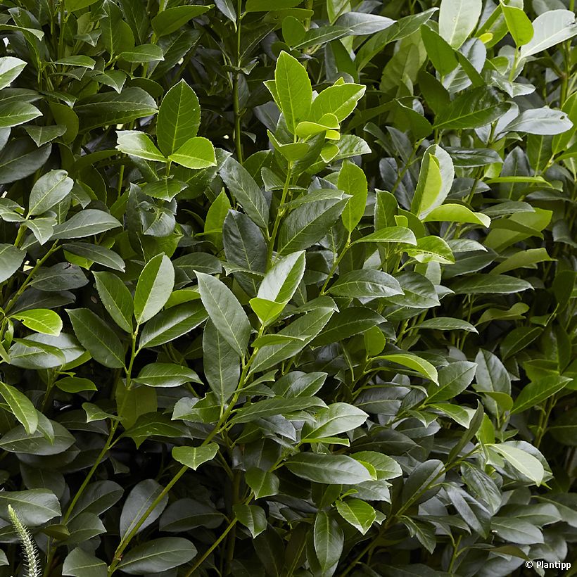 Kirschlorbeer Obelisk - Prunus laurocerasus (Foliage)