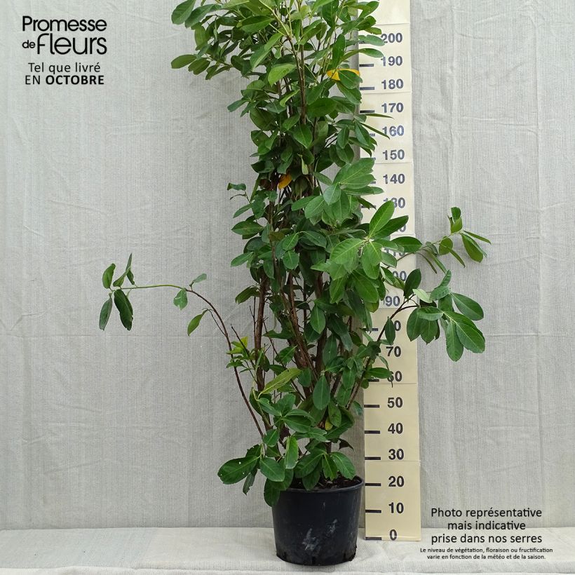 Example of Kirschlorbeer Rotundifolia - Prunus laurocerasus Topf mit 12L/15L as you get in automne
