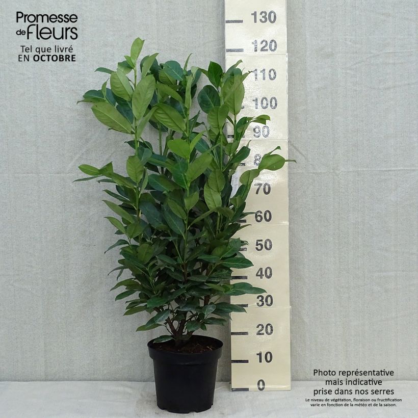 Example of Kirschlorbeer Rotundifolia - Prunus laurocerasus Topf mit 7,5L/10L as you get in automne