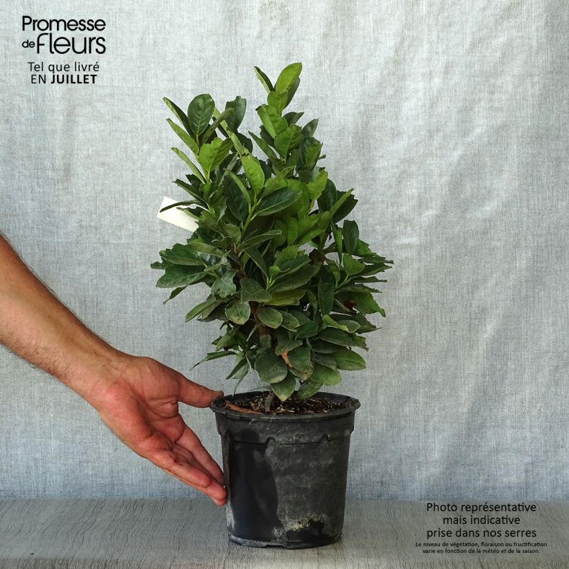 Exemplar von Kirschlorbeer Miniredia - Prunus laurocerasus Topf mit 2L/3L wie im Sommer geliefert
