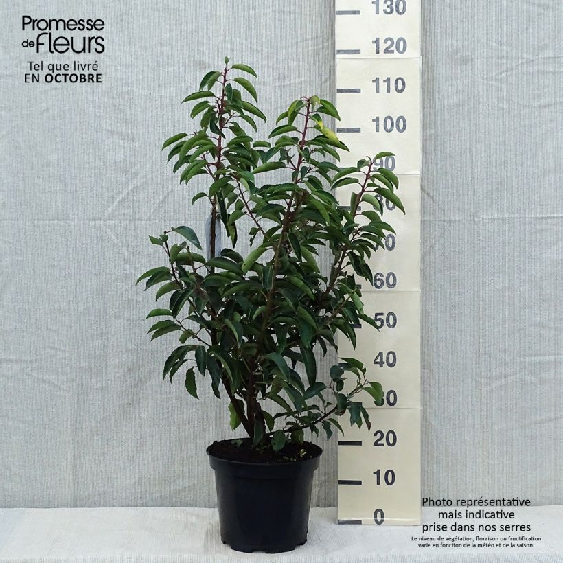 Example of Portugiesische Lorbeerkirsche - Prunus lusitanica Topf mit 7,5L/10L as you get in automne