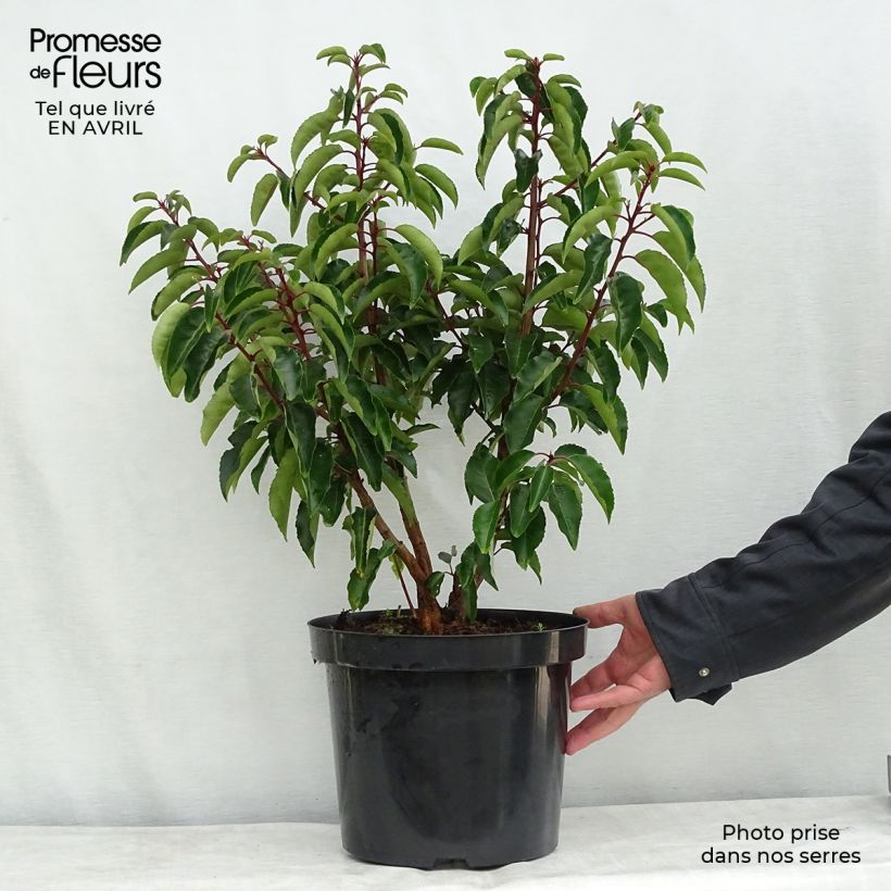 Exemplar von Portugiesische Lorbeerkirsche - Prunus lusitanica Topf mit 7,5L/10L wie im Frühjahr geliefert