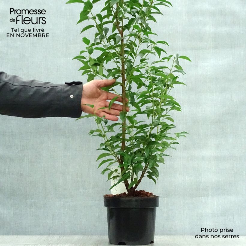Example of Portugiesische Lorbeerkirsche Angustifolia - Prunus lusitanica Topf mit 3L/4L as you get in automne