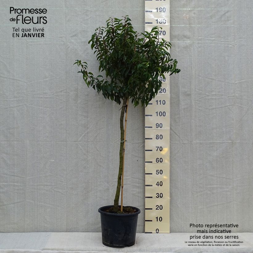 Exemplar von Portugiesische Lorbeerkirsche Myrtifolia - Prunus lusitanica Topf mit 12L/15L wie im Winter geliefert