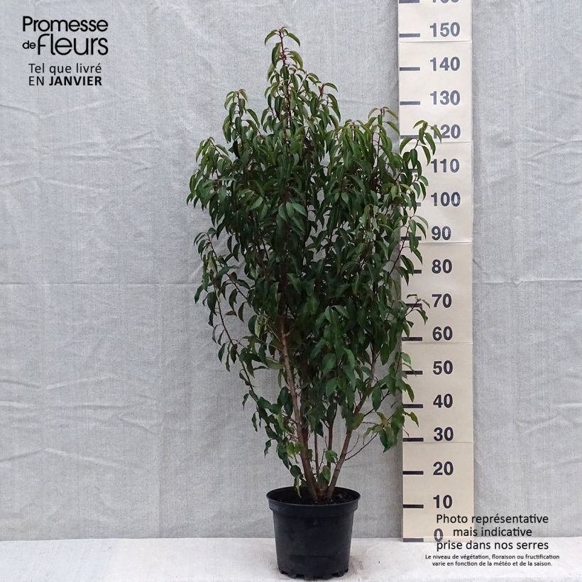 Exemplar von Portugiesische Lorbeerkirsche Myrtifolia - Prunus lusitanica Topf mit 6L/7L wie im Winter geliefert