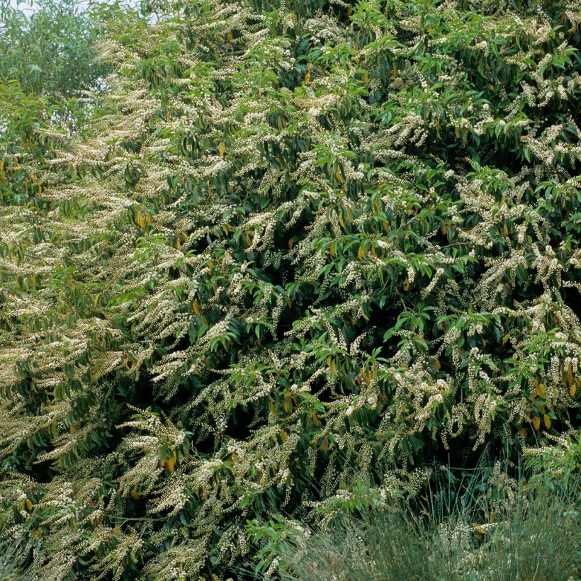 Portugiesische Lorbeerkirsche - Prunus lusitanica (Hafen)