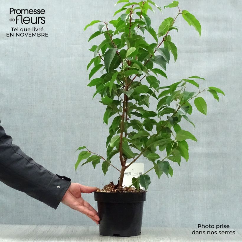 Example of Portugiesische Lorbeerkirsche - Prunus lusitanica Topf mit 3L/4L as you get in automne