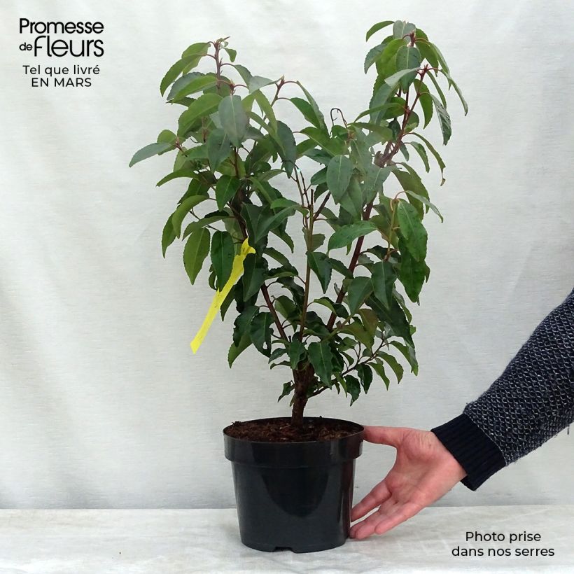 Exemplar von Portugiesische Lorbeerkirsche - Prunus lusitanica Topf mit 3L/4L wie im Winter geliefert