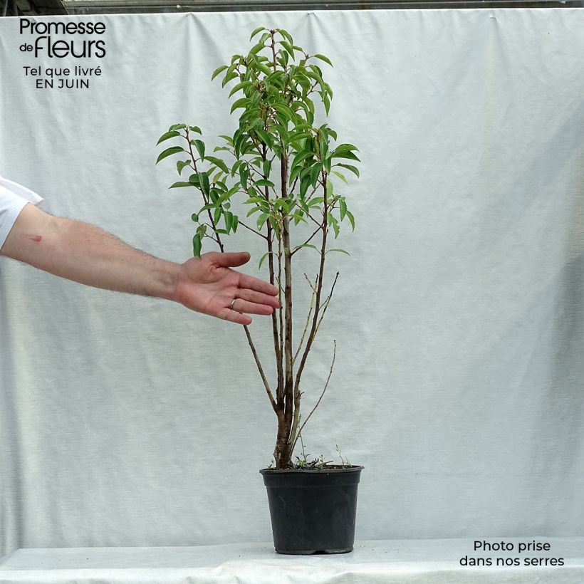Exemplar von Portugiesische Lorbeerkirsche - Prunus lusitanica Topf mit 3L/4L wie im Sommer geliefert