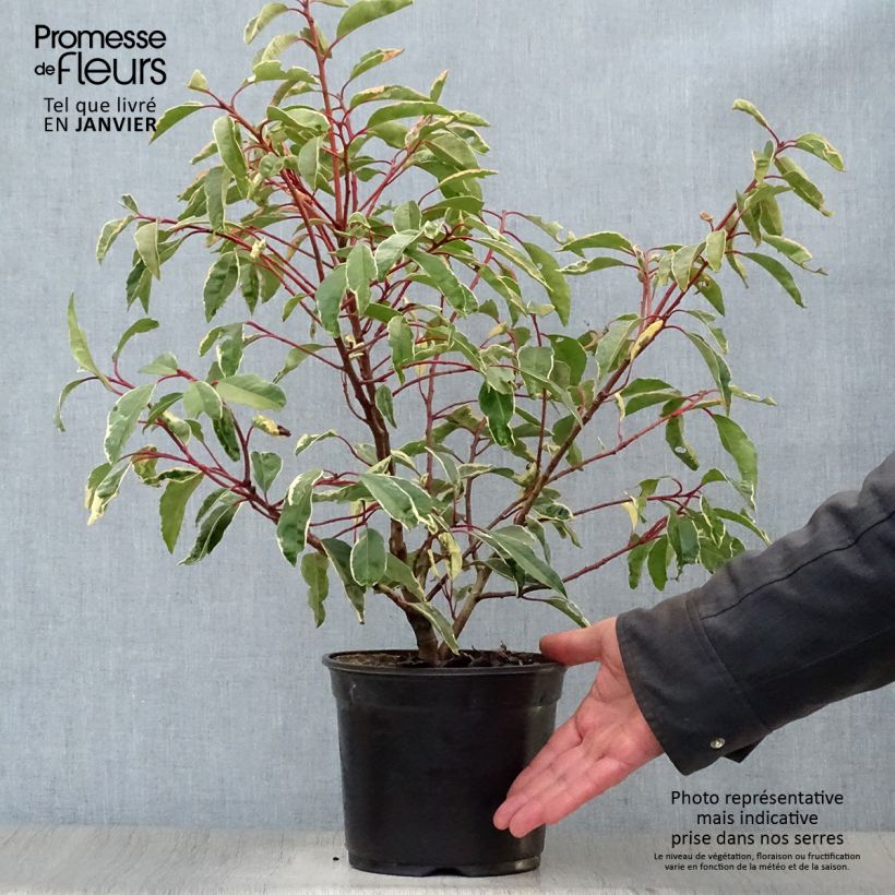 Exemplar von Portugiesische Lorbeerkirsche Variegata - Prunus lusitanica Topf mit 3L/4L wie im Winter geliefert
