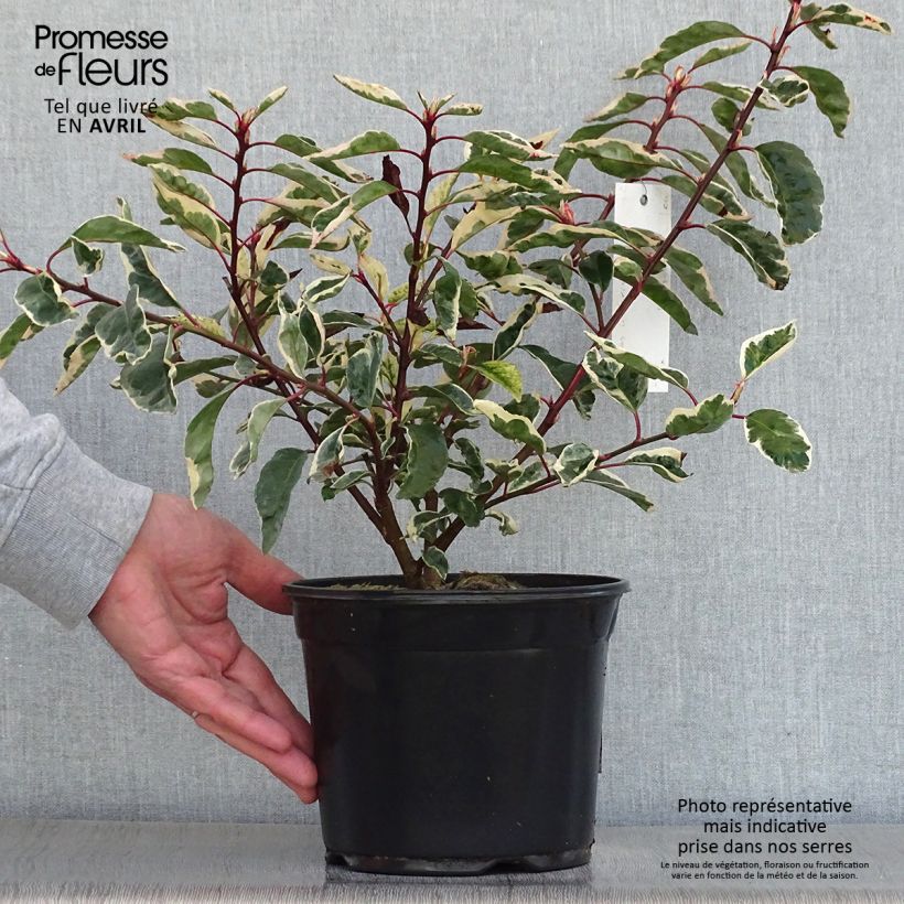 Exemplar von Portugiesische Lorbeerkirsche Variegata - Prunus lusitanica Topf mit 3L/4L wie im Frühjahr geliefert