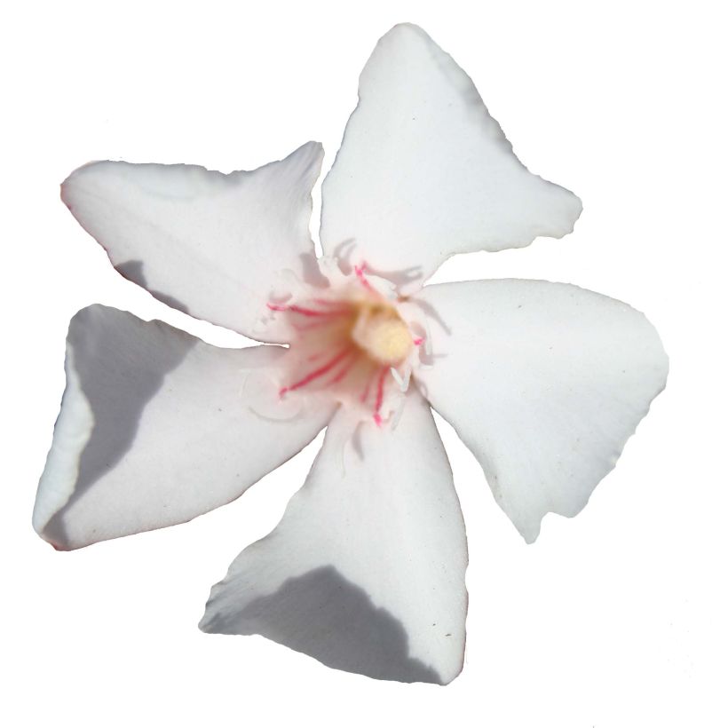 Oleander Alsace - Nerium (Flowering)