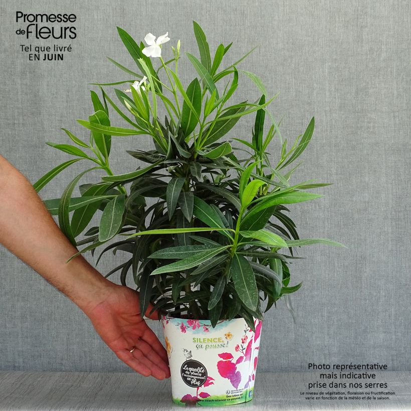 Example of Oleander Alsace - Nerium Topf mit 3L/4L as you get in ete