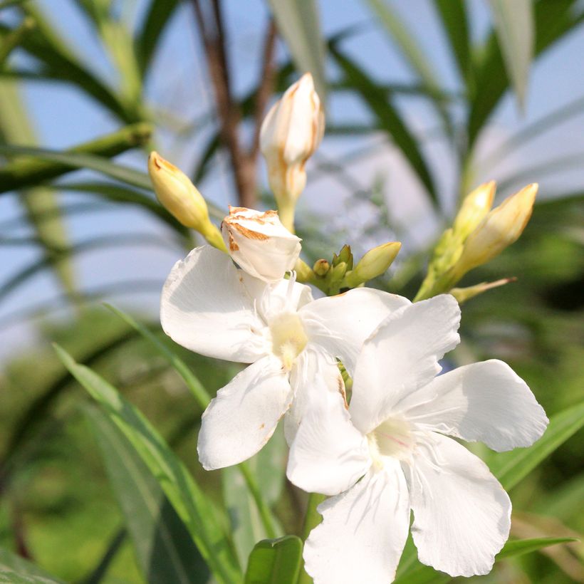 Oleander Alsace - Nerium (Blüte)
