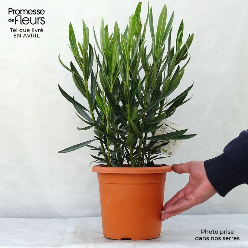 Exemplar von Oleander Angiolo Pucci - Nerium Topf mit 3L/4L, Strauch wie im Frühjahr geliefert