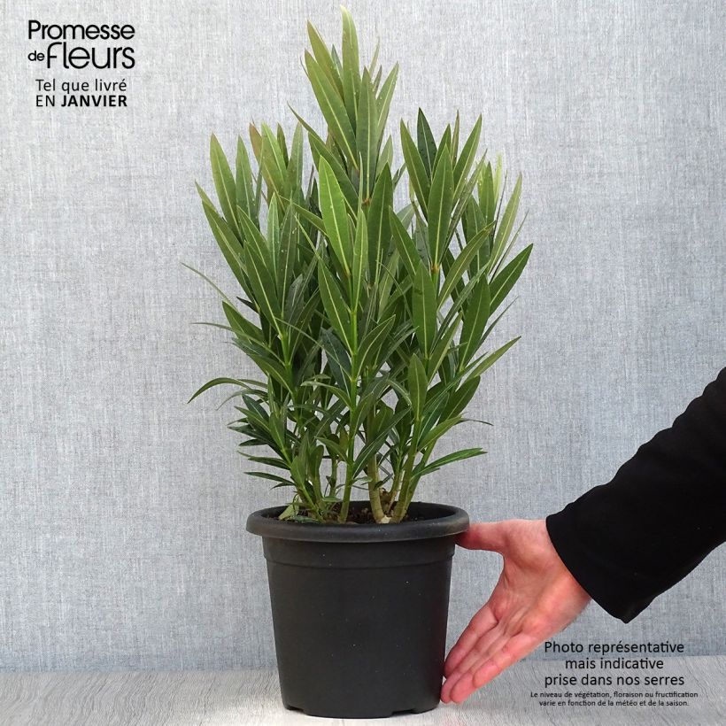 Exemplar von Oleander Emilie - Nerium Topf mit 3L/4L wie im Winter geliefert