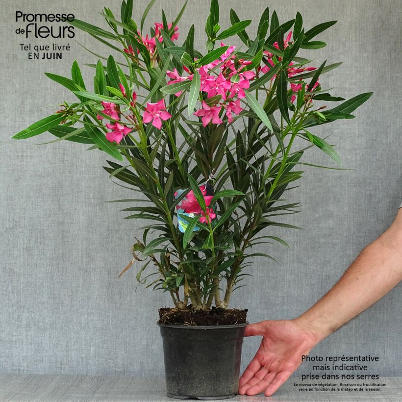 Example of Oleander Italia - Nerium Topf mit 3L/4L as you get in ete