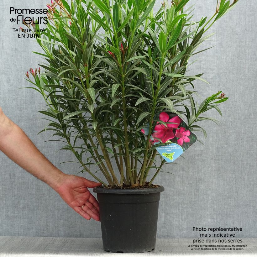 Example of Oleander Italia - Nerium Topf mit 7,5L/10L as you get in ete