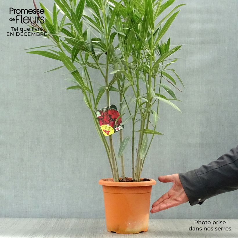 Exemplar von Oleander Jannoch - Nerium Topf mit 3L/4L wie im Winter geliefert