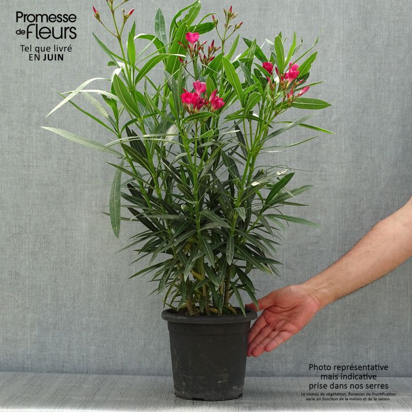 Exemplar von Oleander Jannoch - Nerium Topf mit 3L/4L, Strauch wie im Sommer geliefert