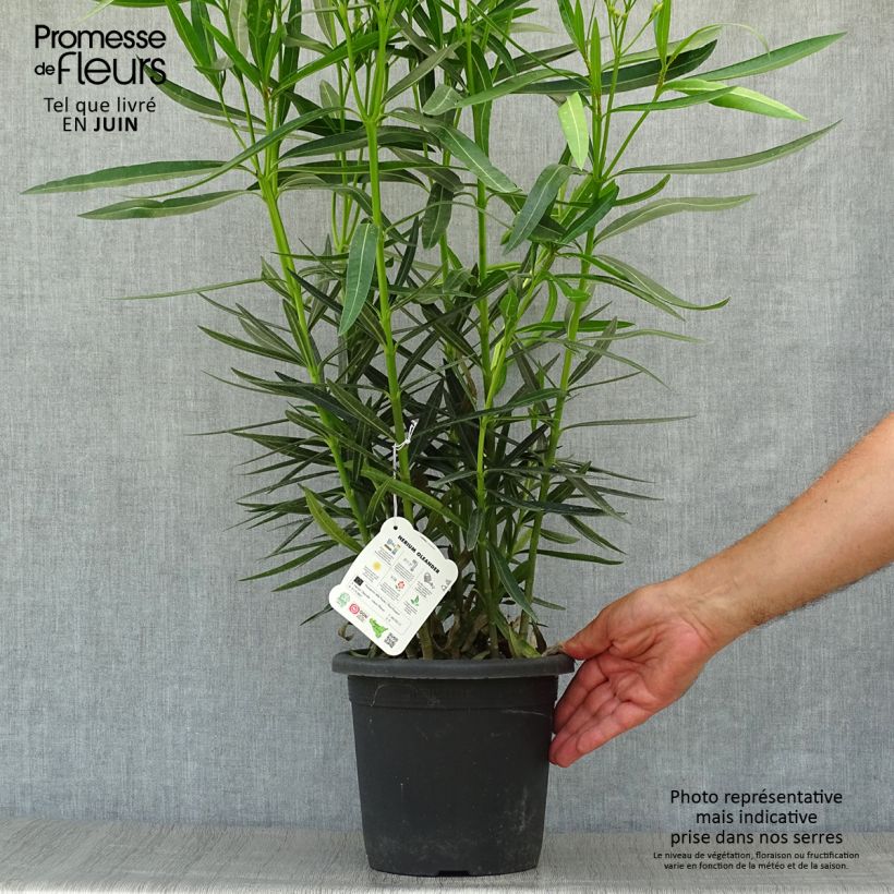 Example of Oleander Luteum Plenum - Nerium Topf mit 3L/4L as you get in ete
