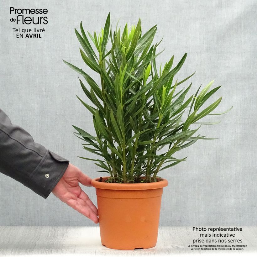 Exemplar von Oleander Luteum Plenum - Nerium Topf mit 3L/4L, Strauch wie im Frühjahr geliefert