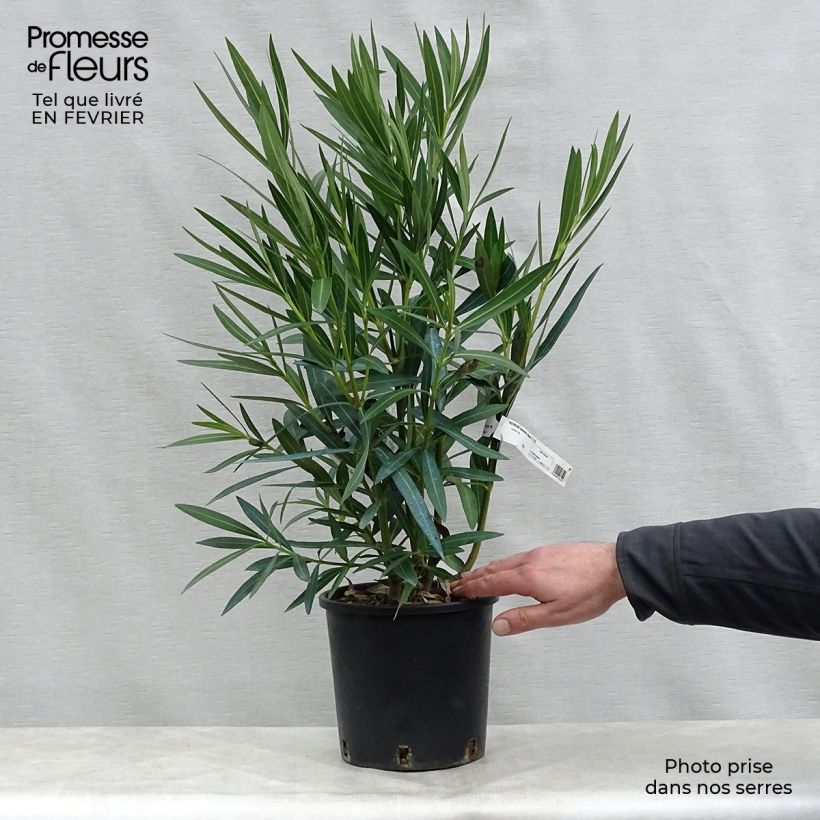 Exemplar von Oleander Weiss - Nerium Topf mit 2L/3L wie im Winter geliefert