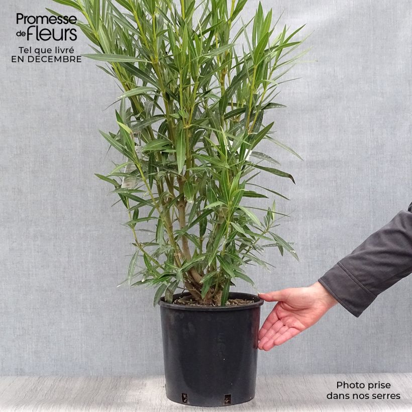 Exemplar von Oleander Weiss - Nerium Topf mit 6L/7L wie im Winter geliefert