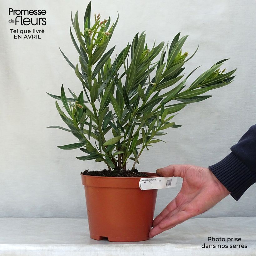 Exemplar von Oleander Yellow - Nerium Topf mit 2L/3L, Strauch wie im Frühjahr geliefert