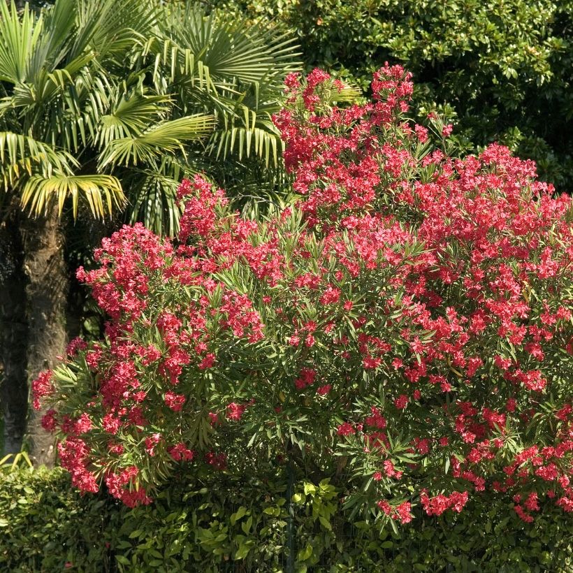 Oleander Simple Red - Nerium (Plant habit)
