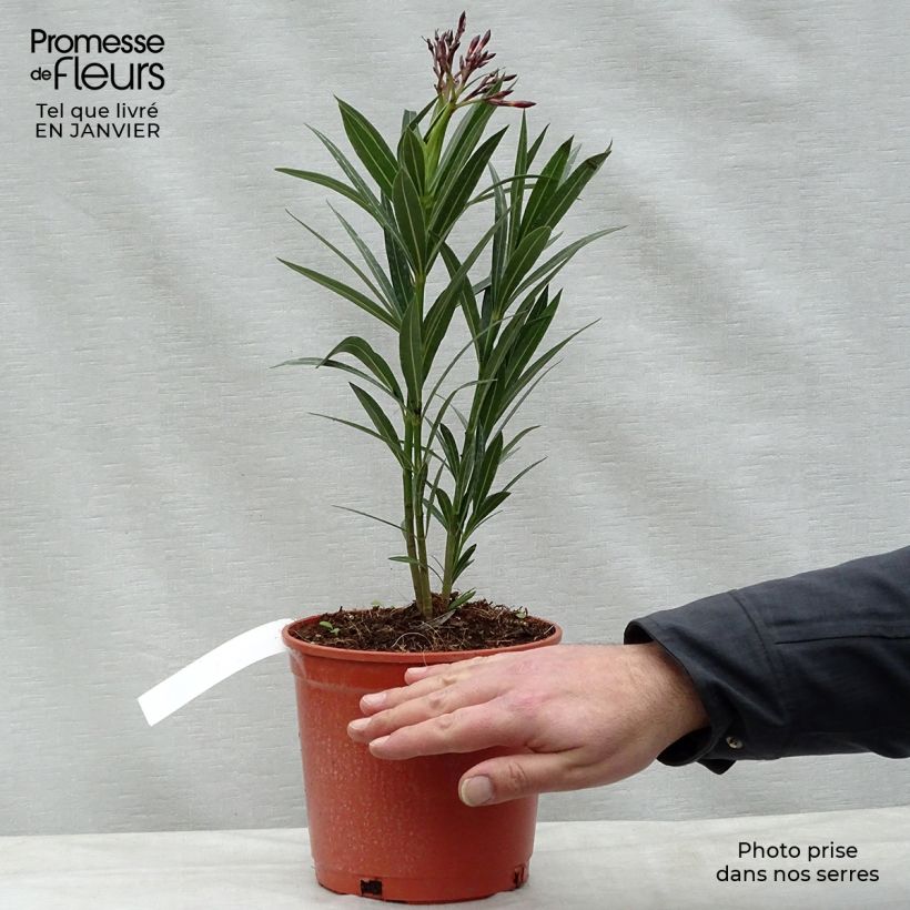 Exemplar von Oleander Simple Red - Nerium Topf mit 2L/3L wie im Winter geliefert