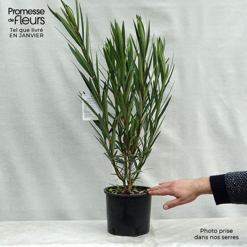 Exemplar von Oleander Saumon - Nerium Topf mit 2L/3L wie im Winter geliefert