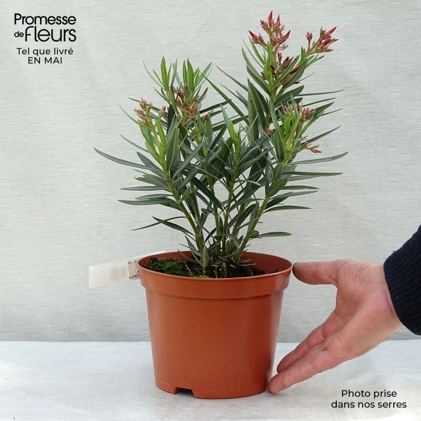 Exemplar von Oleander Saumon - Nerium Topf mit 2L/3L, Strauch wie im Frühjahr geliefert