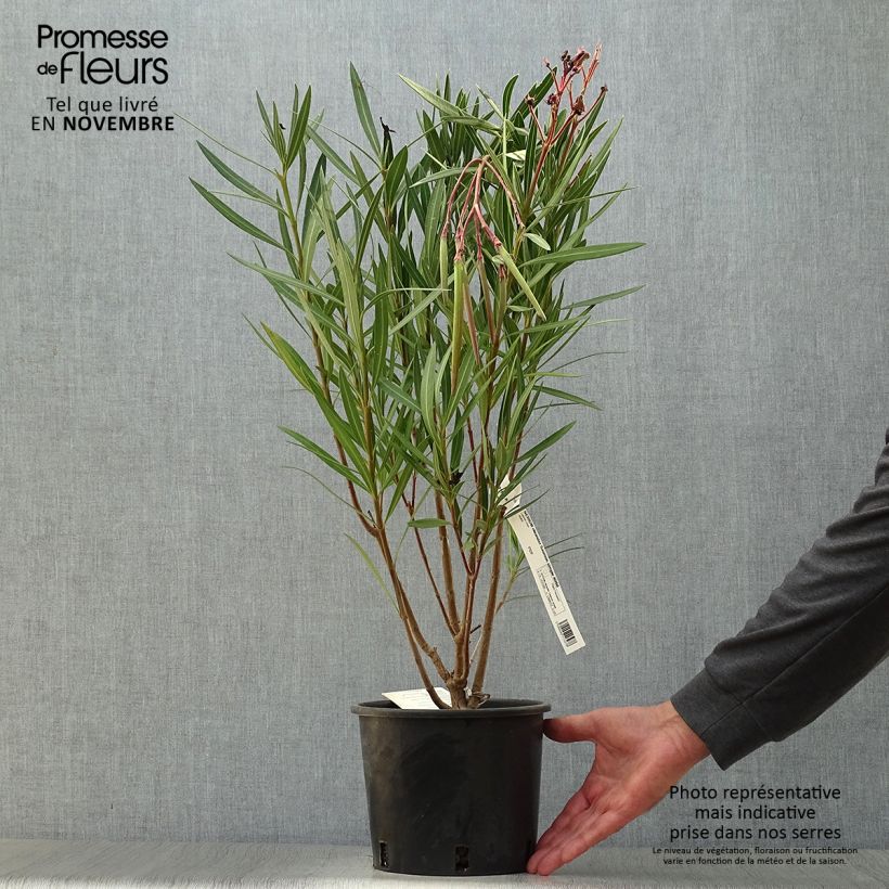 Example of Oleander Saumon - Nerium Topf mit 2L/3L as you get in automne