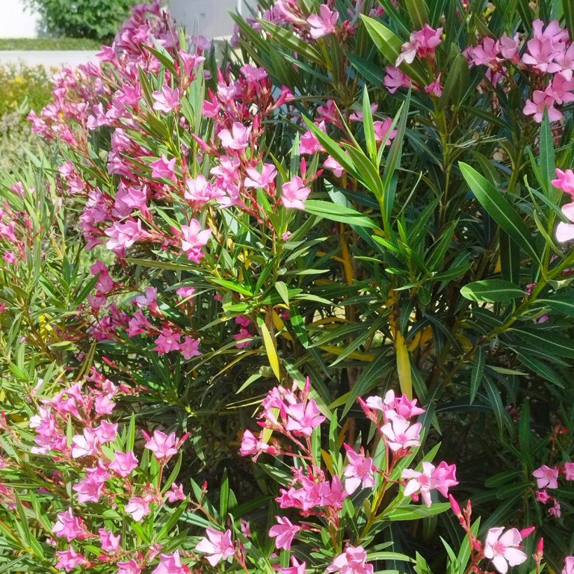 Nerium oleander - Oleander (Wuchs)