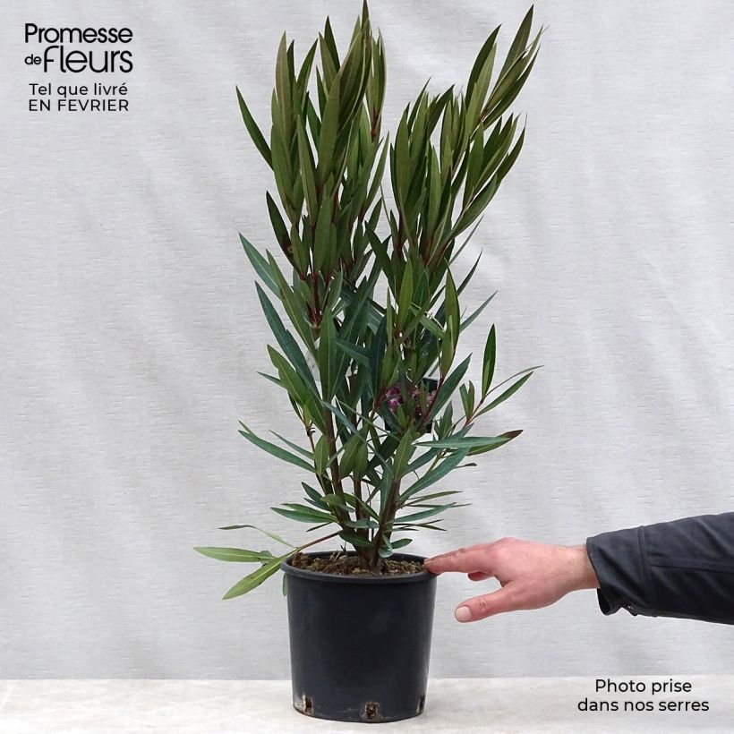 Exemplar von Nerium oleander - Oleander Topf mit 2L/3L wie im Winter geliefert